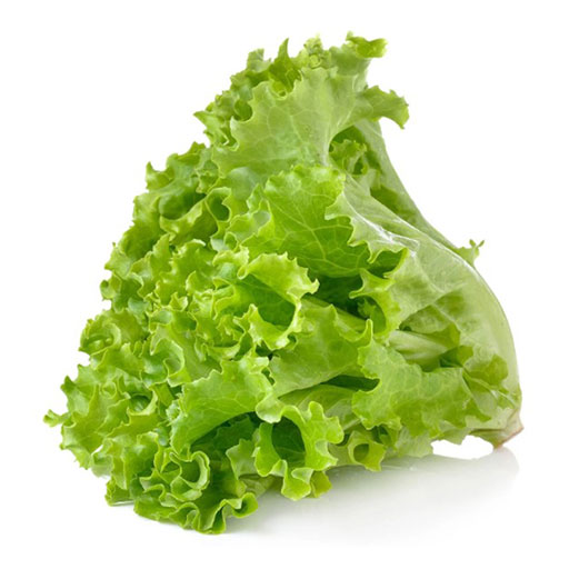Lechuga Americana 1 ud