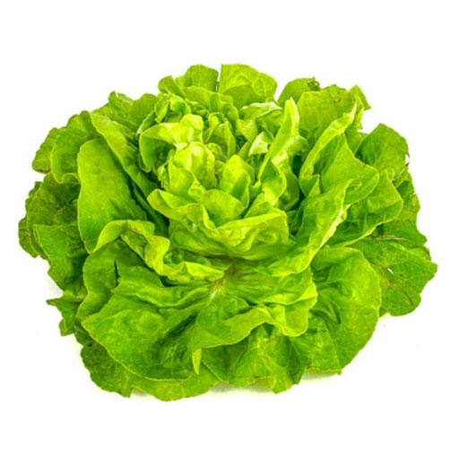 Hort. Lechuga Boston 1 ud