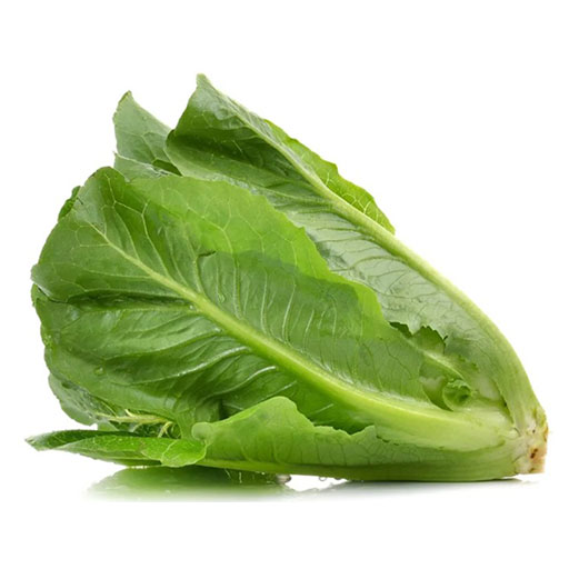 Hort. Lechuga Romana 1 ud