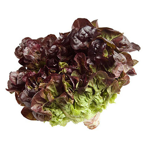 Hort. Lechuga Roja 1 ud