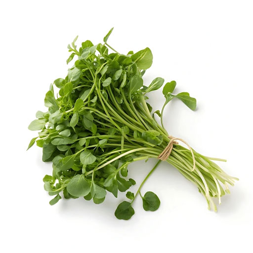 Hort. Berros 1 Rollo