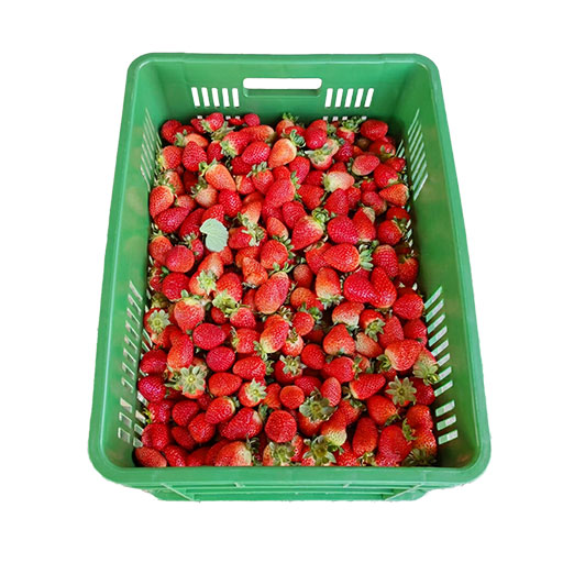 F.Nacional Fresa Fresca 1Kg